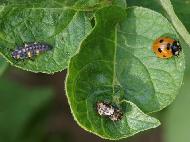 Coccinella septempunctata © BRIGNON Jean-Marie