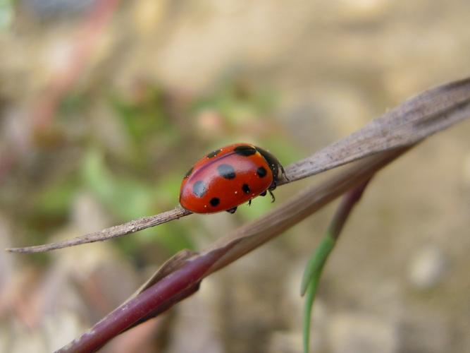 Coccinella undecimpunctata © HERMANT Thomas