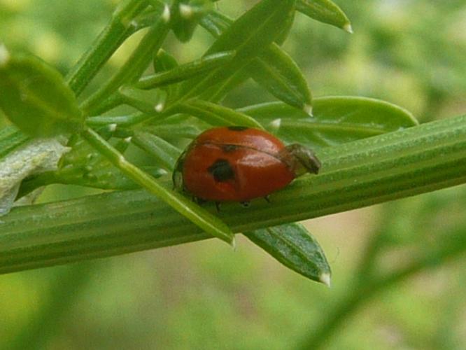 Adalia bipunctata © MAILLIER Sébastien