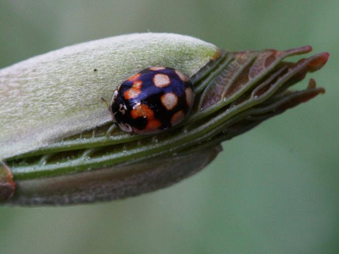 Adalia decempunctata © LETHEVE Xavier