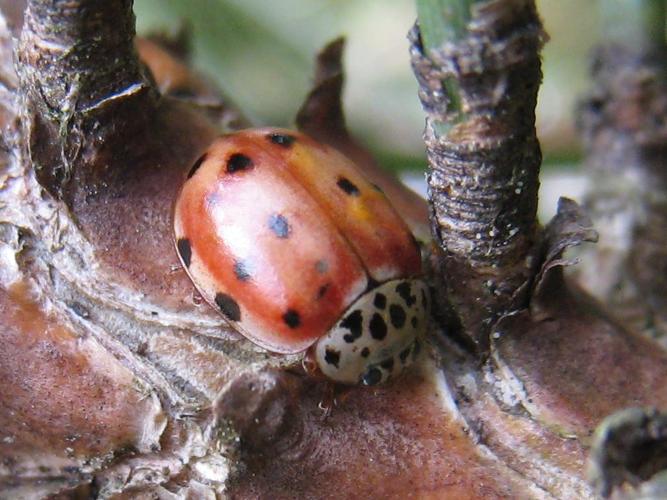 Harmonia quadripunctata © DECLERCQ Sophie