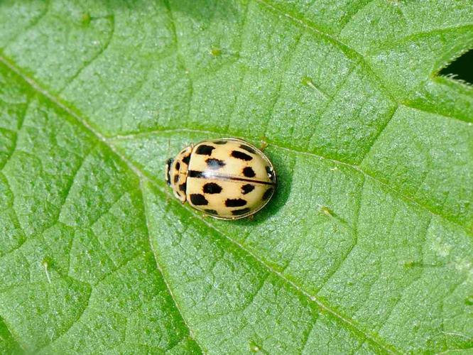 Propylea quatuordecimpunctata © MATHOT William