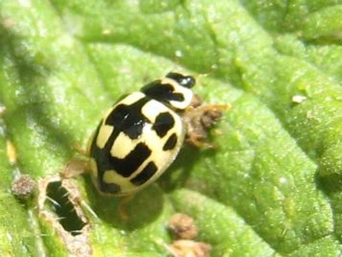 Coccinelle damier Coccinelle 14 points Propylea