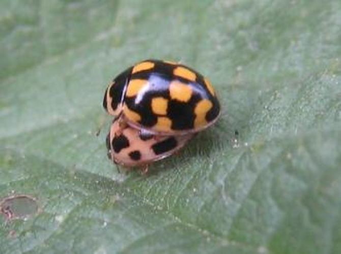 Coccinelle damier Coccinelle 14 points Propylea