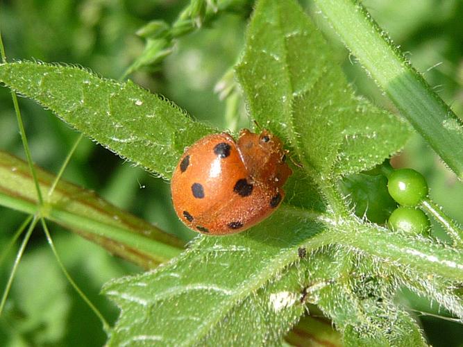 Henosepilachna argus © DAUMAL Thibaud