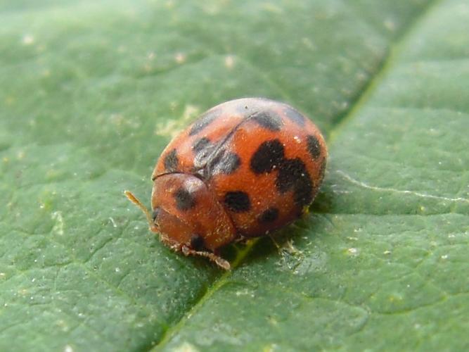 Subcoccinella vigintiquatuorpunctata © HERMANT Thomas