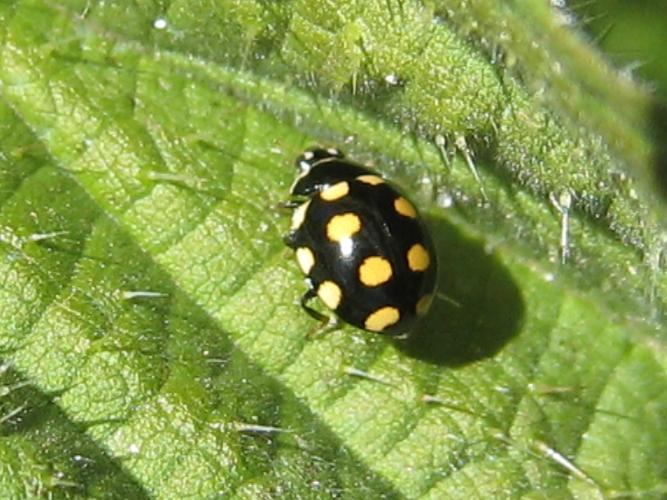 Coccinula quatuordecimpustulata © DECLERCQ Sophie