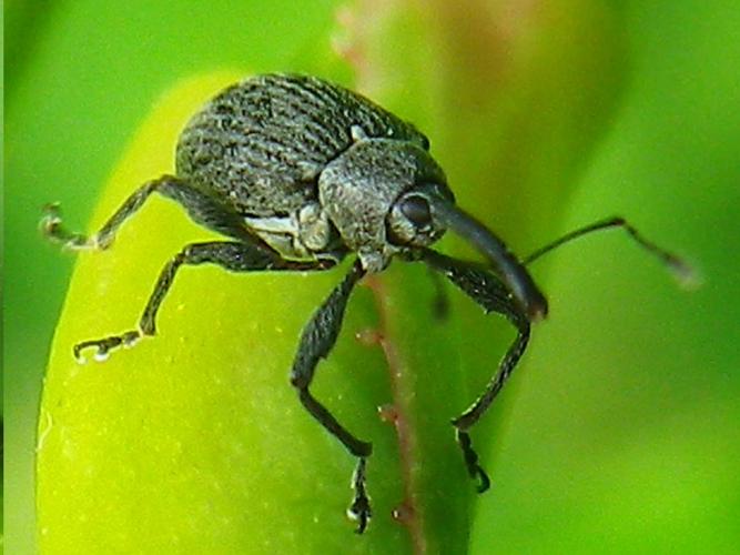 Anthonomus rubi © HALLART Guénael