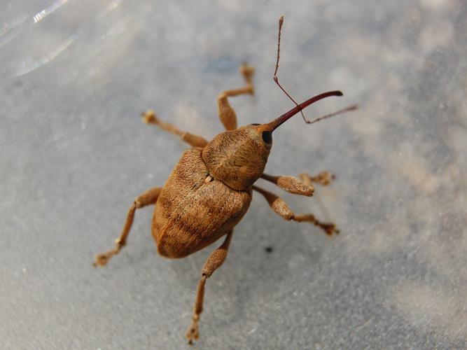 Curculio venosus © VANSTEENE Nicolas