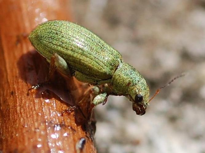 Pachyrhinus lethierryi © VANSTEENE Nicolas