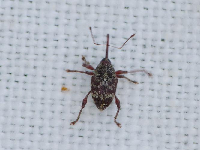 Curculio betulae © BARBIER Simon