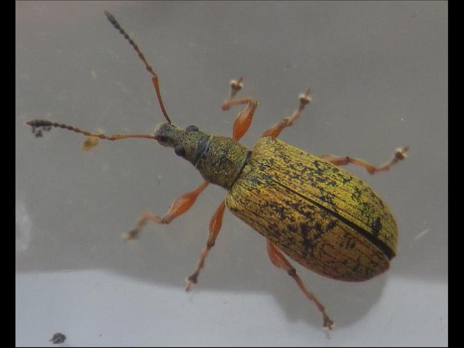 Phyllobius glaucus © HALLART Guénael