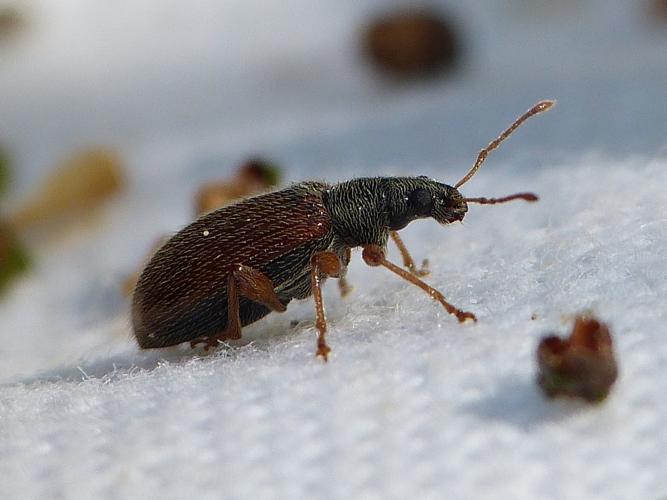 Phyllobius oblongus © BARBIER Simon