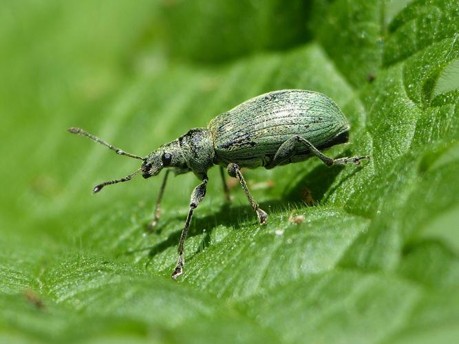 Phyllobius pomaceus © BARBIER Simon