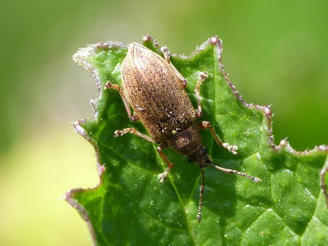 Phyllobius pyri © BARBIER Simon