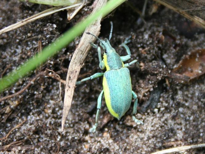 Chlorophanus viridis © TOP Damien