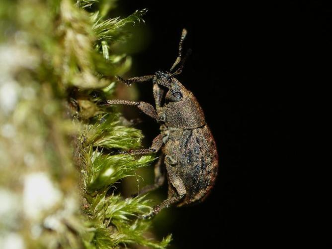 Tropiphorus elevatus © BARBIER Simon