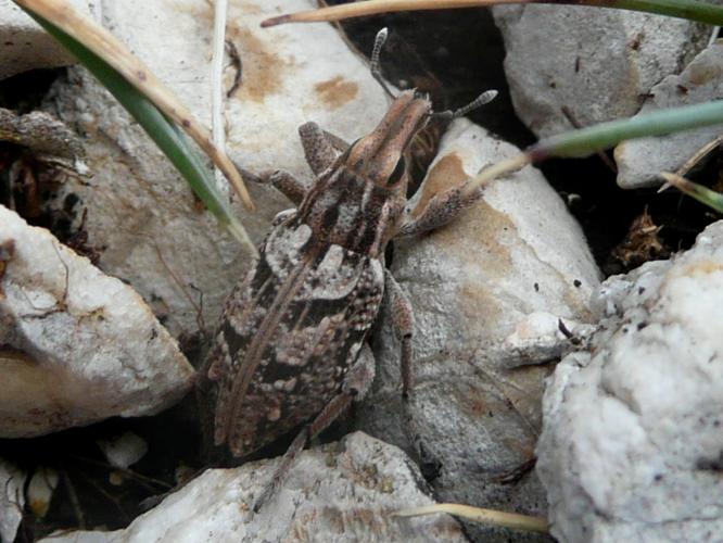 Coniocleonus nebulosus © MAILLIER Sébastien