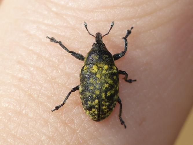 Larinus turbinatus © BARBIER Simon