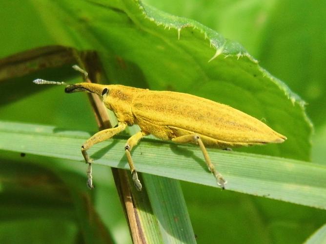 Lixus iridis © BERTELOOT Hugo