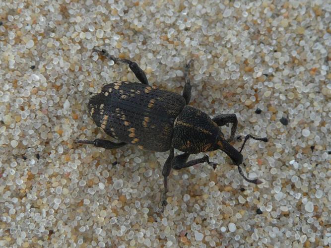 Hylobius abietis © MAILLIER Sébastien