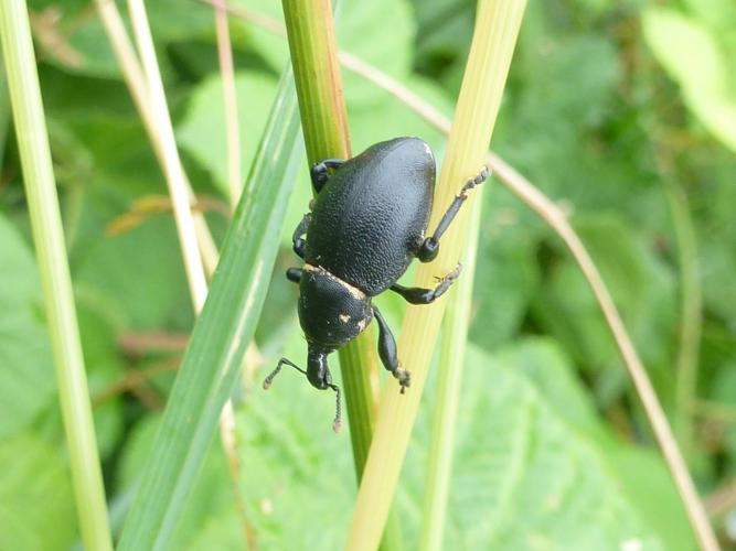 Liparus coronatus © MAILLIER Sébastien