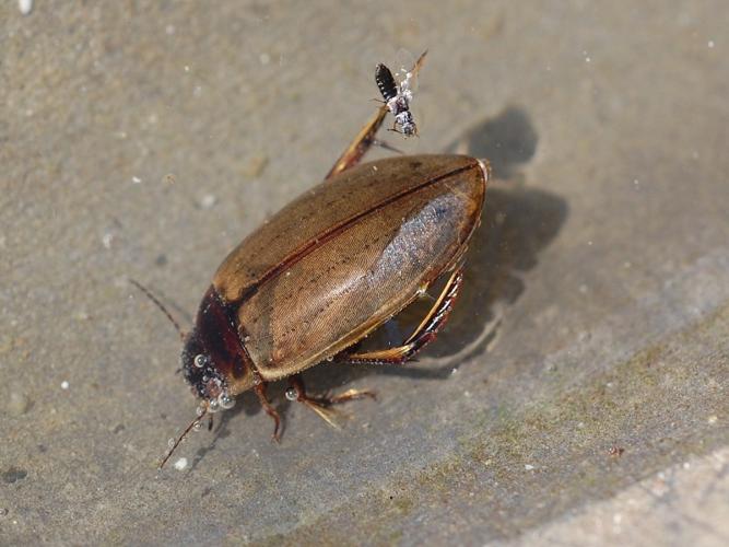 Colymbetes fuscus © VANSTEENE Nicolas