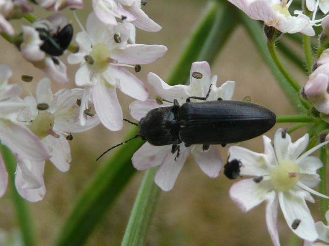 Lacon punctatus © MAILLIER Sébastien