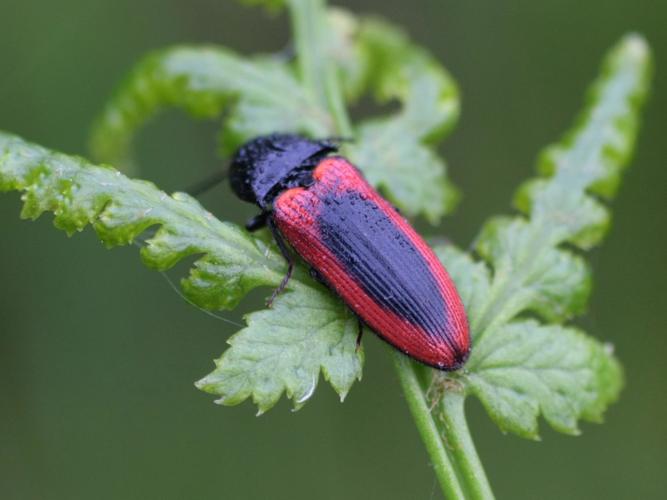 Ampedus sanguinolentus © TOP Damien