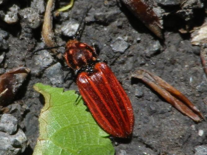 Anostirus purpureus © HALLART Guénael