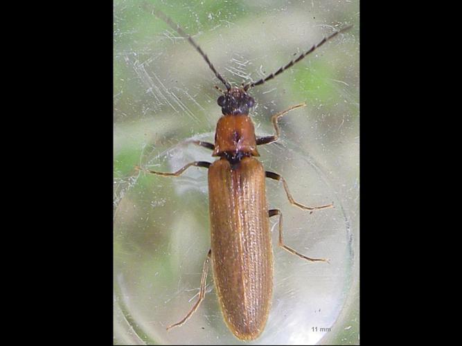 Denticollis linearis © HALLART Guénael