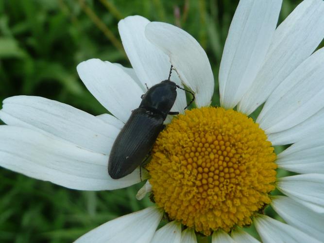 Hemicrepidius hirtus © MAILLIER Sébastien