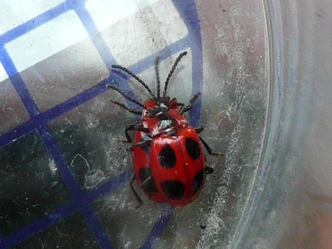 Endomychus coccineus © MAILLIER Sébastien