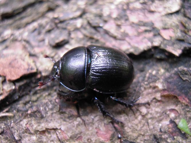 Geotrupes stercorarius © HERMANT Thomas