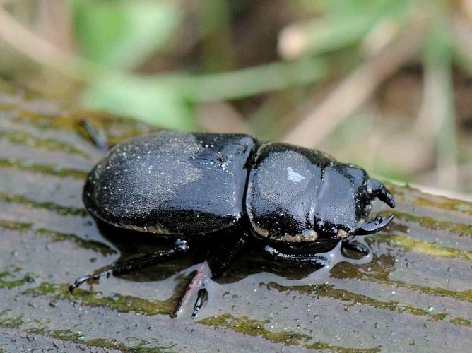 Dorcus parallelipipedus © MATHOT William