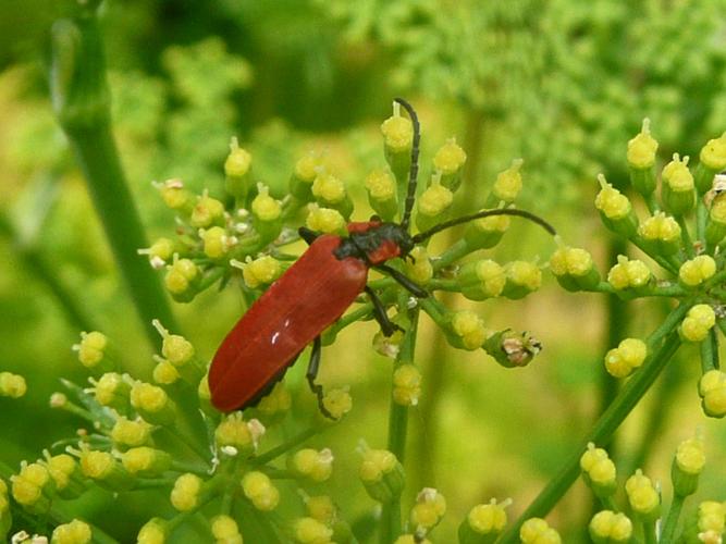 Lygistopterus sanguineus © MAILLIER Sébastien