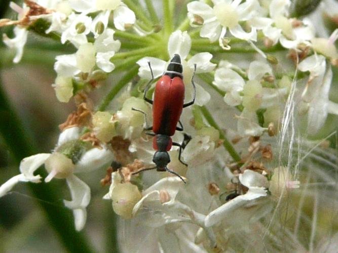 Anthocomus rufus © MAILLIER Sébastien