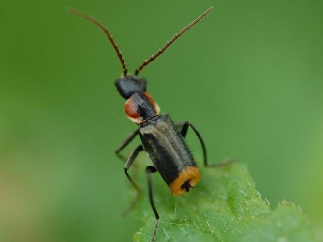 Axinotarsus pulicarius © VANSTEENE Nicolas