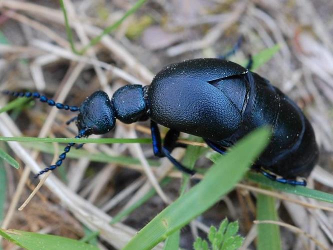 Meloe proscarabaeus © VANSTEENE Nicolas