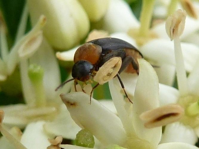 Mordellochroa abdominalis © MAILLIER Sébastien