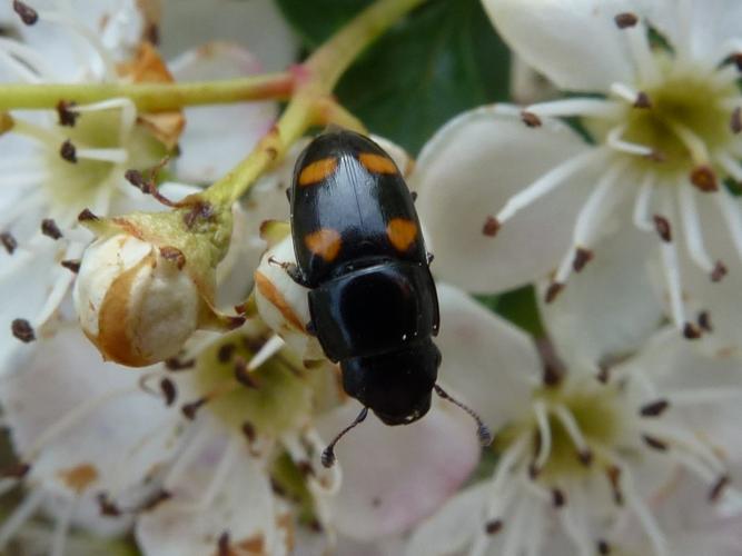 Glischrochilus hortensis © MAILLIER Sébastien