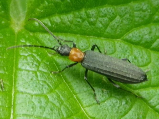 Ischnomera sanguinicollis © HALLART Guénael