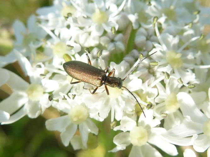 Chrysanthia geniculata © MAILLIER Sébastien