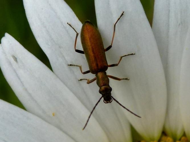 Chrysanthia viridissima © MAILLIER Sébastien