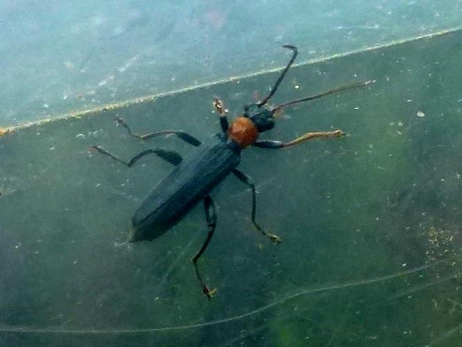 Oedemera croceicollis © MAILLIER Sébastien