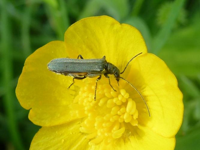 Oedemera lurida © MAILLIER Sébastien