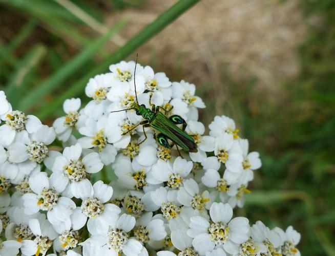 Oedemera nobilis © DEROZIER Carole