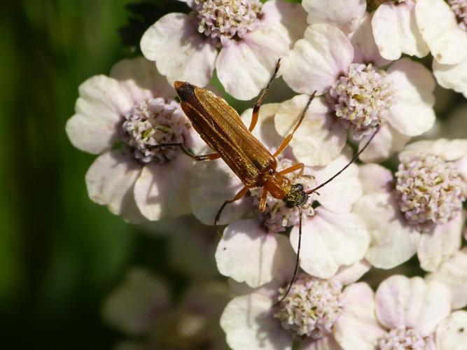 Oedemera podagrariae © BARBIER Simon