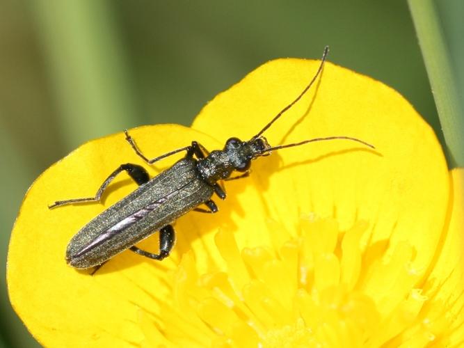 Oedemera virescens © DANTEN Benoit