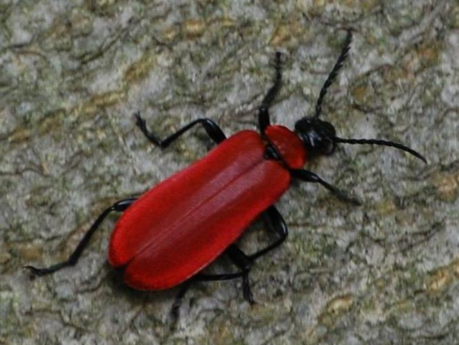 Pyrochroa coccinea © VANSTEENE Nicolas